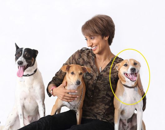 Otara Del Gunewardene with Niko (circled) and her other two adopted street dogs