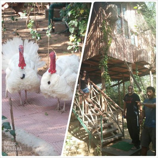 Turkeys at Tree House Resort, Jaipur