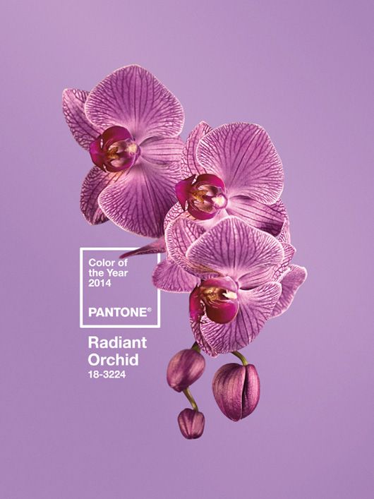 Radiant Orchid colour