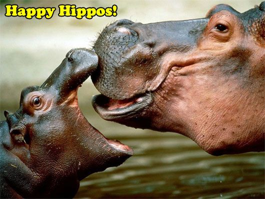 Happy Hippos (photo courtesy | wikia)