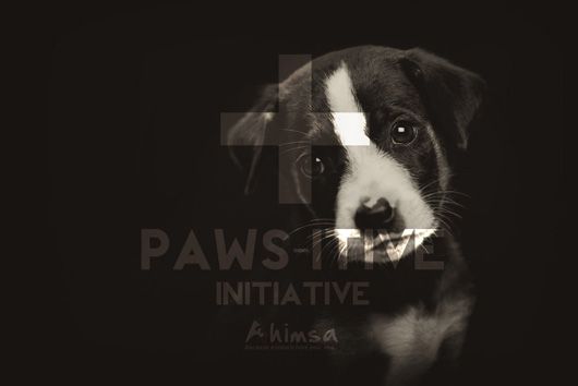 Paws-itive Initiative by Ahimsa