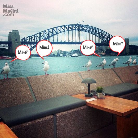seagulls in Sydney