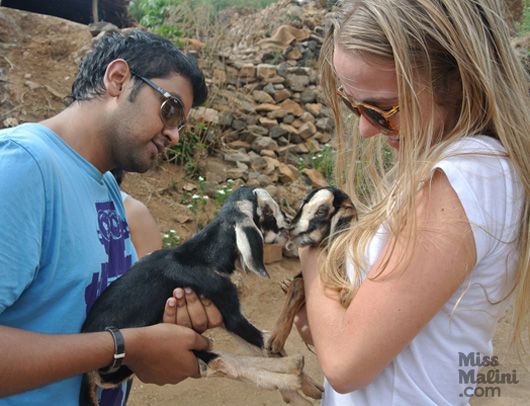 baby goats