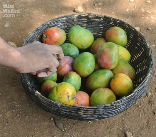 mangos