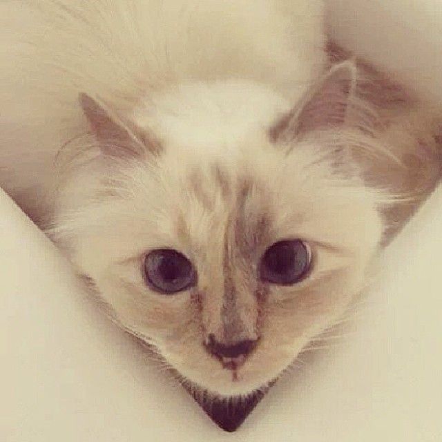 Karl Lagerfeld's Cat, Choupette, Is an Official Muse for A-Listers · The  Wildest