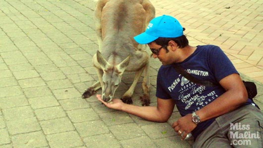 Feeding Kangaroos