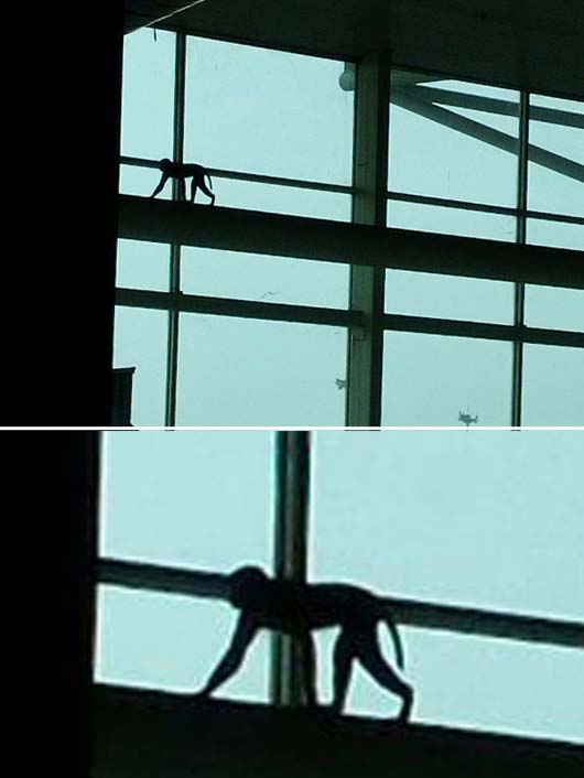 Monkey spotted at the airport