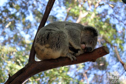 Koala nap time