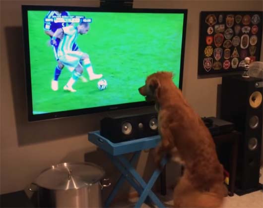 Video: This Football-Crazy Jumping Dog Will Make Your Day