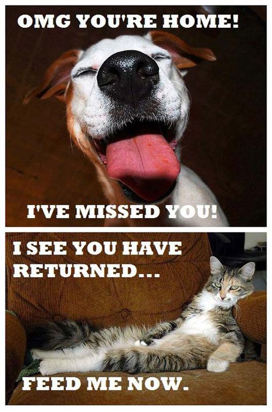 The Truth about cats and dogs!