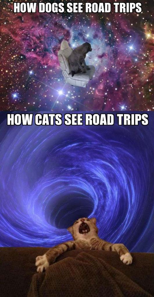 how dogs & cats see road-trips.