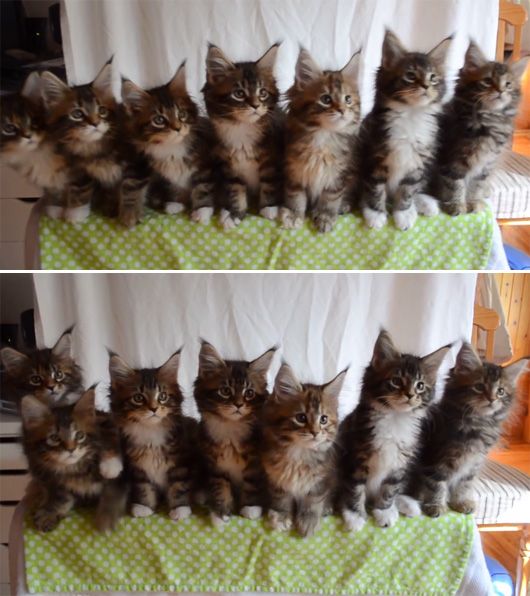 7 Coordinated Kittens + 1 Shiny Object = Heart Melted