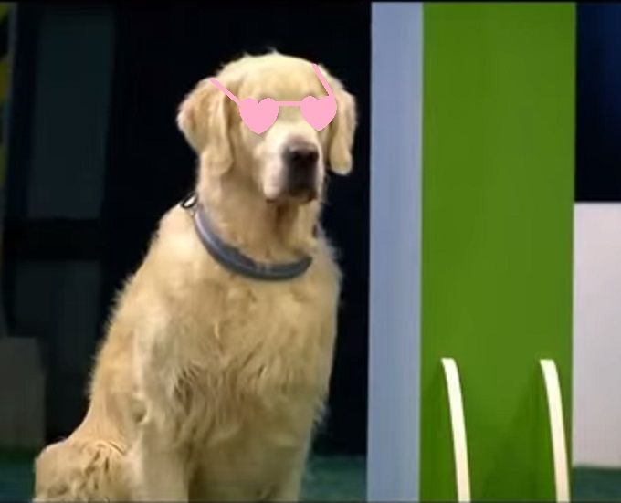 Hilarious Video: This Golden Retriever Has Got Its Priorities Right!