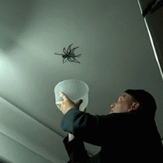 spider-on-ceiling