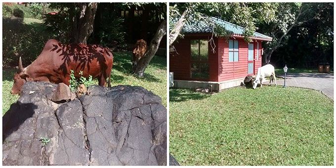 Cows at Aamby Valley