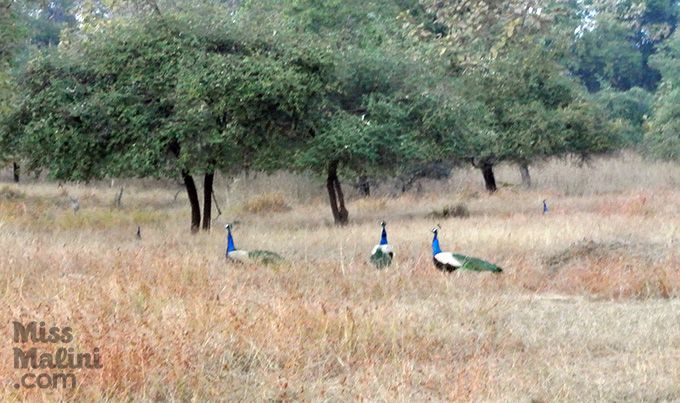 wild peacocks
