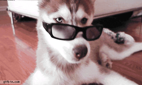 10 Adorable Dog GIFs That Will Make You MeltOr Crack Up - Chelsea Dogs  Blog