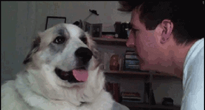 10 Adorable Dog GIFs That Will Make You MeltOr Crack Up - Chelsea Dogs  Blog