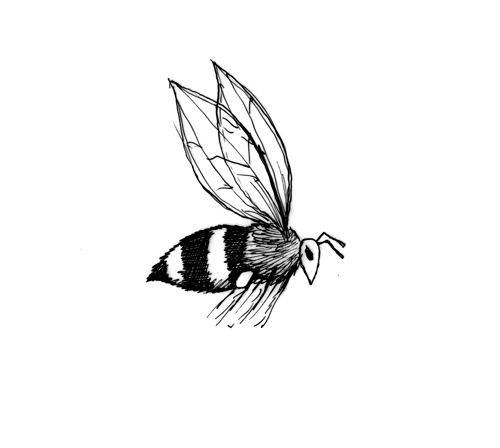 Honey Bee (Source: Giphy.com)