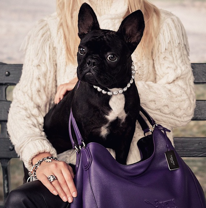 You’ll Want To Know The Celebrity Pooch Behind The Famous Designer Handbag!