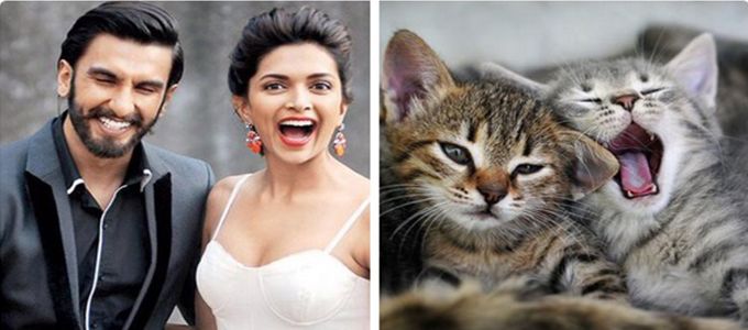 This Hilarious Twitter Account Is Re-Imagining Ranveer &#038; Deepika As Kittens &#038; Winning!
