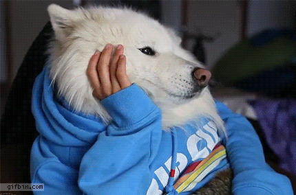 Bored Dog Human GIF - Find & Share on GIPHY