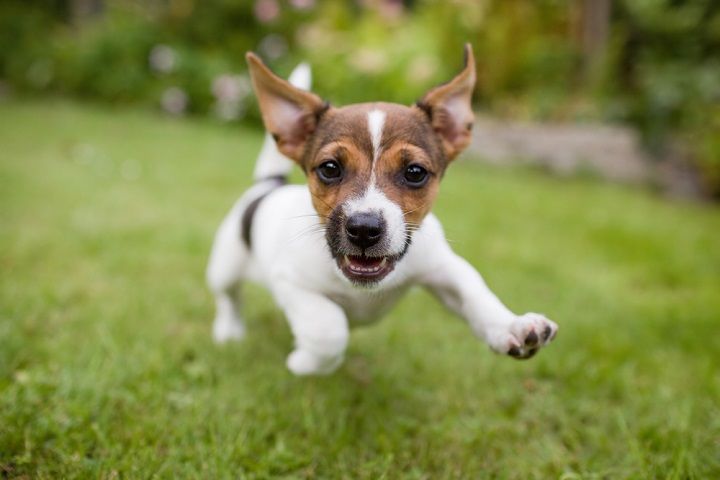 Puppy Running (Image Courtesy: Shutterstock)