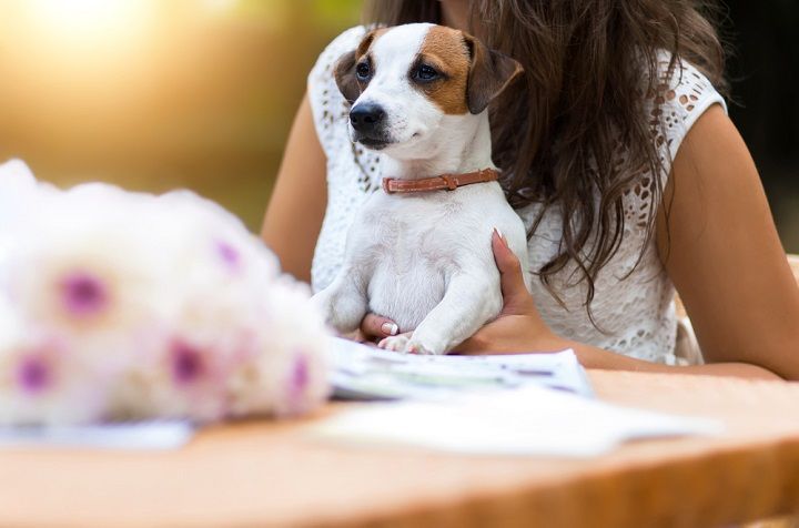 7 Pet-Friendly Cafes In Mumbai That Allow You To Hang Out With Your Pooch