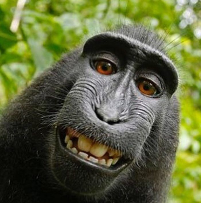 Monkey Doesn’t Own The Copyright To Viral Selfie, Rules US Court