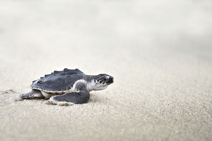 Olive Ridley Turtles Returned To Versova Beach In Mumbai After Two Decades