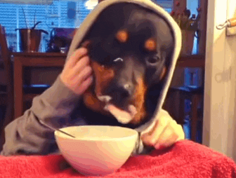 Dogs Laughing GIF - Find & Share on GIPHY