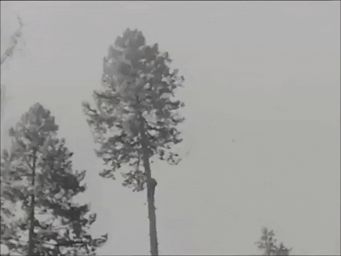 Tree Cutting GIFs