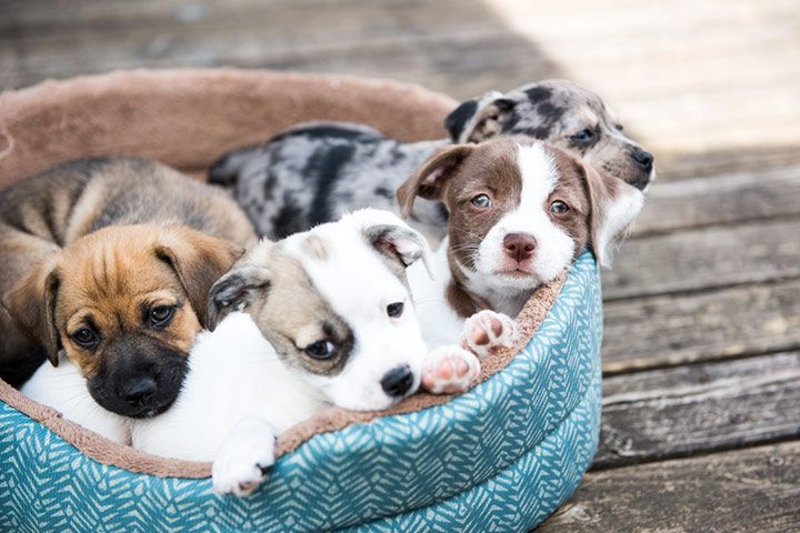 Puppies (Image Courtesy: Shutterstock)