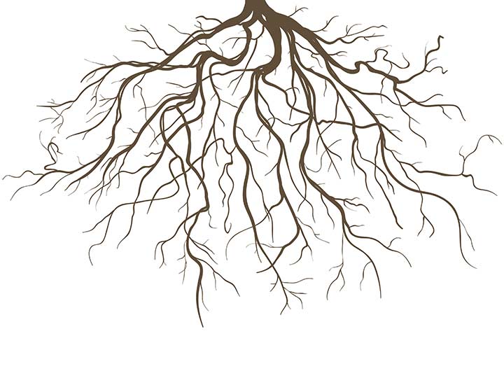 Roots (Image Courtesy: Shutterstock)
