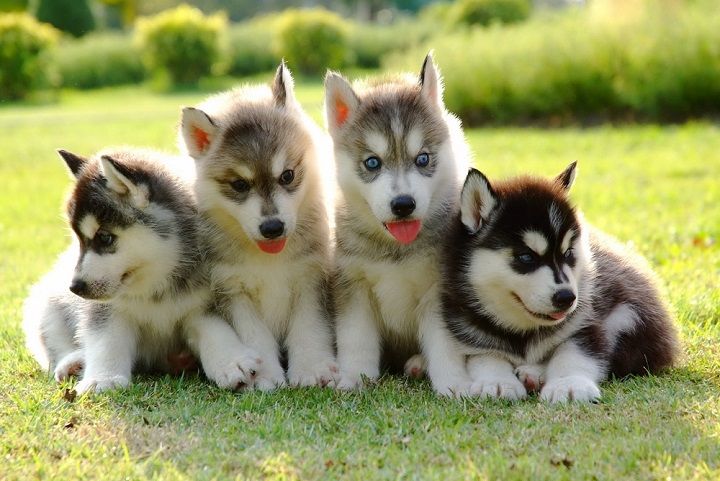 Husky Puppies (Image Courtesy: Shutterstock)