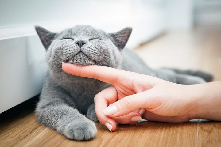 Playing With A Cat (Image Courtesy: Shutterstock)