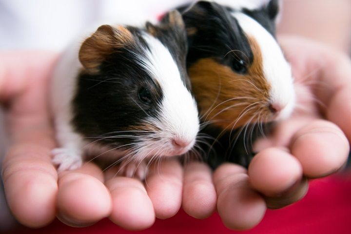 Guinea Pigs (Image Courtesy: Shutterstock)
