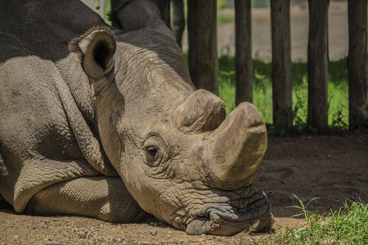 Sudan, The Last Male Northern White Rhino Dies At The Age Of 45
