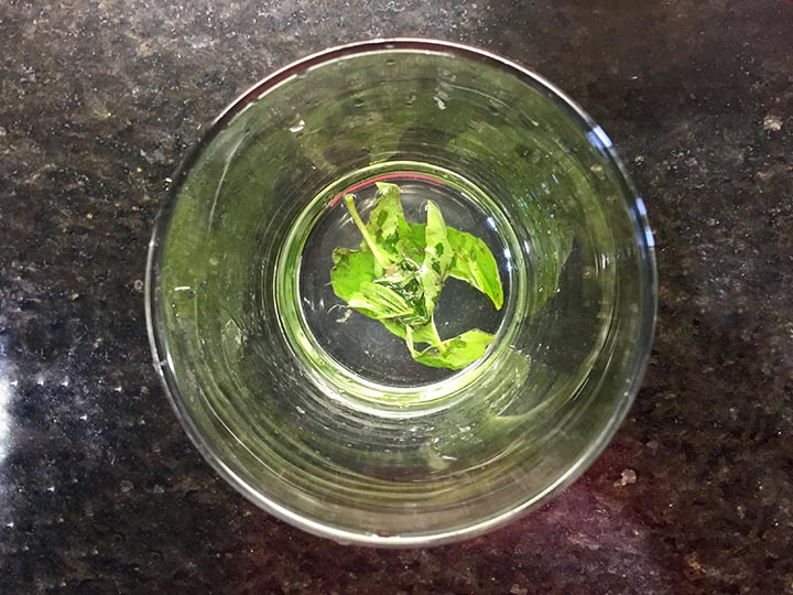 Basil In A Glass