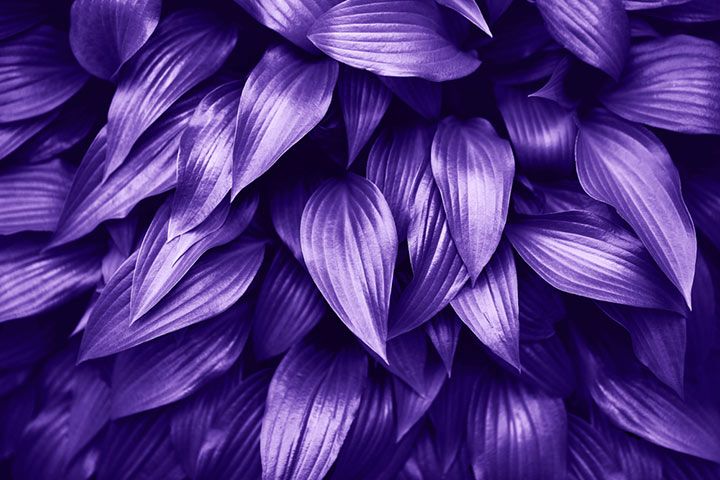 Violet (Image Courtesy: Shutterstock)