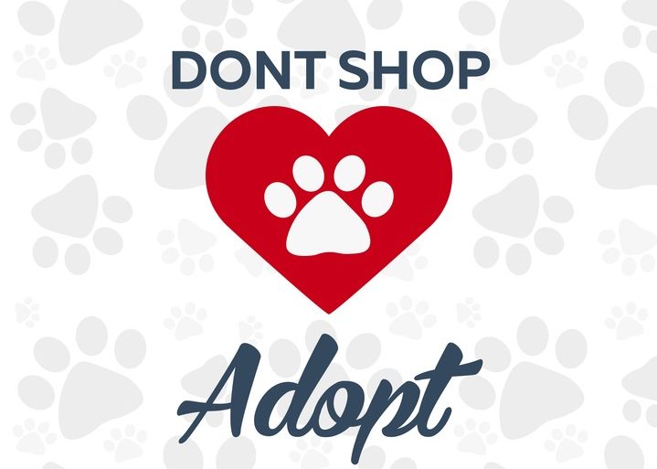 Here’s Why You Need To Adopt, Not Shop!