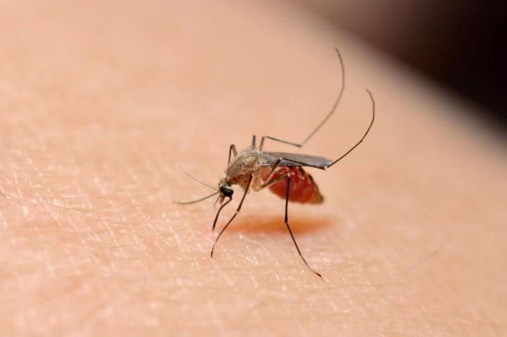 Dengue Fever—Its Causes, Symptoms & How To Prevent It