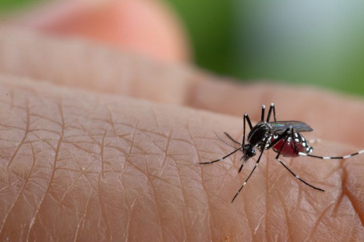 Dengue Mosquito (Image Courtesy: Shutterstock)