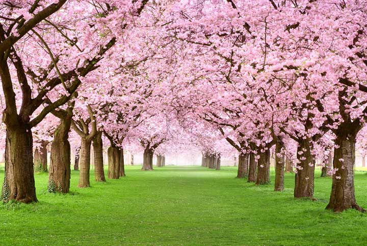 Japan’s Cherry Blossom Trees Are Blooming 6 Months Ahead Of Time!