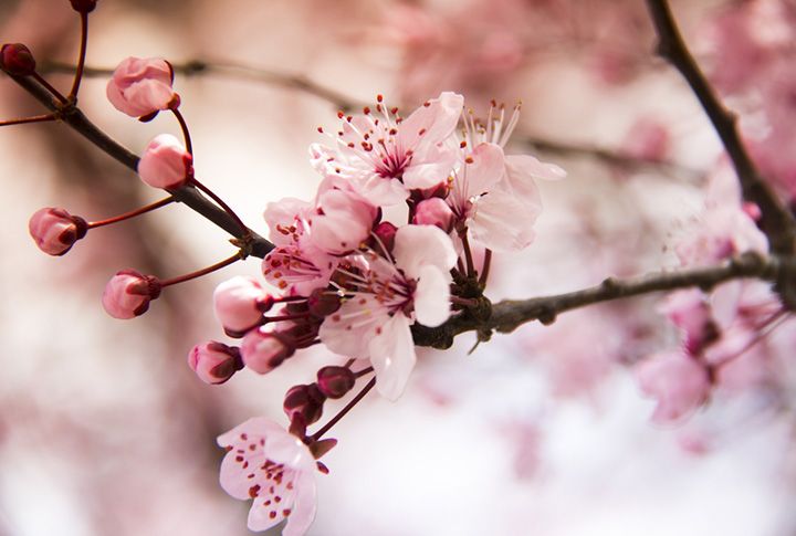 Cherry Blossom (Image Courtesy : Shutterstock)
