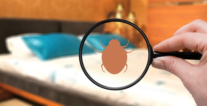 Here’s What You Need To Do If You Find Bed Bugs In Your Hotel Room
