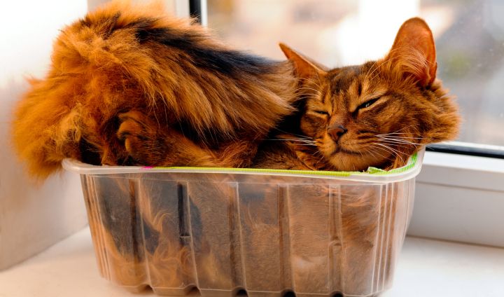 Common Things Cats Do That We Actually Misunderstand