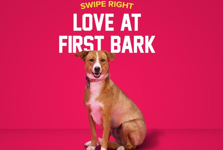 Tinder Will Now Have Pet Profiles That You Can Swipe Right To Find Your #PawfectMatch