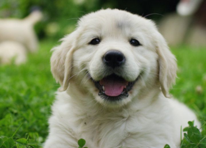 Here Are 10 Cute Puppy Pictures To Get You Through Monday