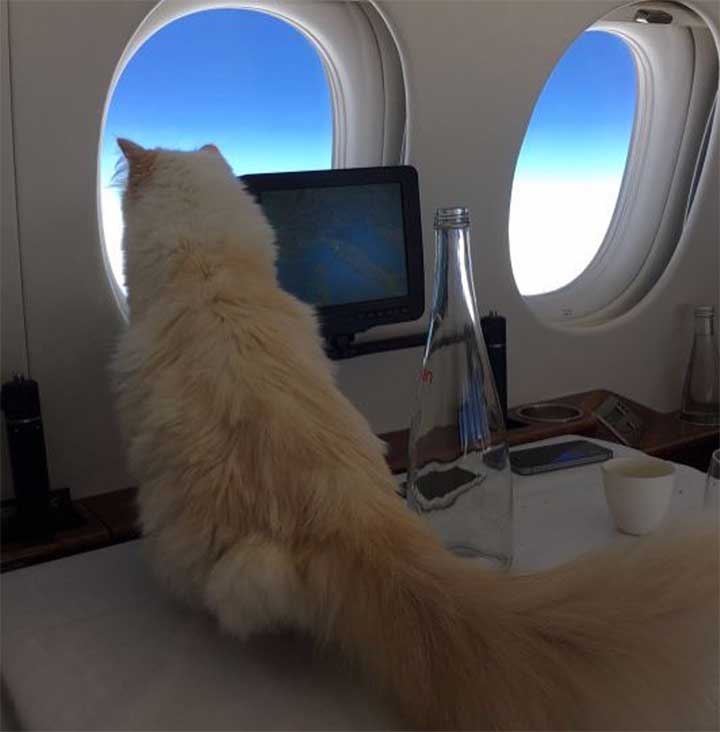 14 Facts About Karl Lagerfeld’s Cat, Choupette That Will Make You Question Your Life Choices